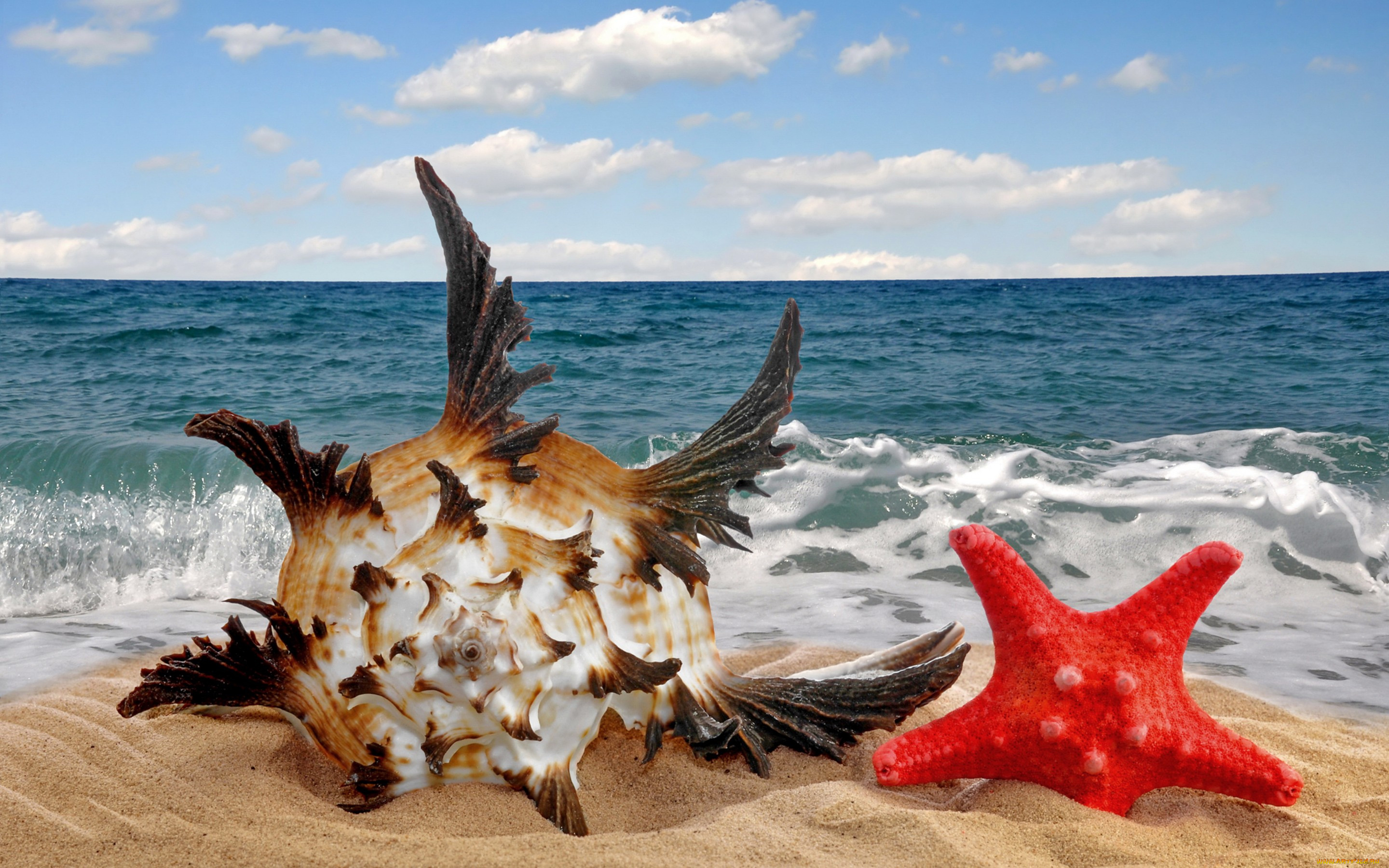 , ,  ,    spa-, , , , , , sea, sand, starfish, seashell